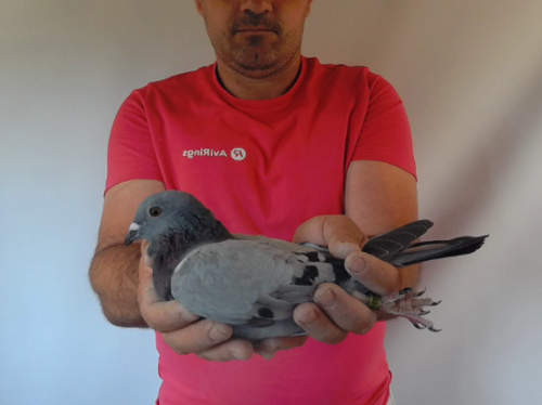 Pigeon image