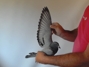 Pigeon image