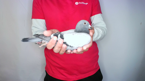 Pigeon image