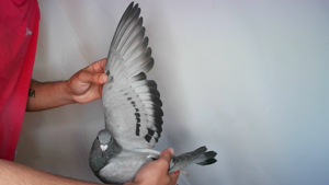 Pigeon image