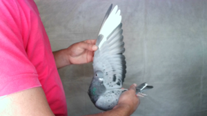 Pigeon image