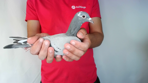 Pigeon image