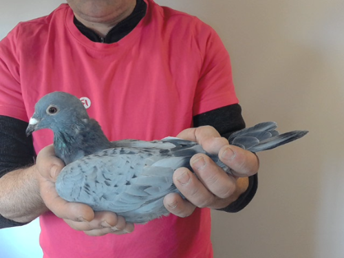 Pigeon image