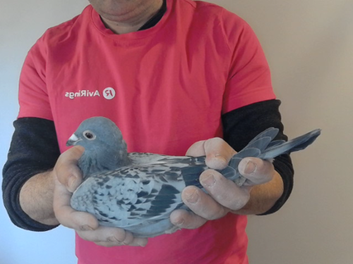Pigeon image