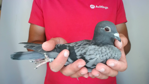 Pigeon image
