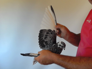Pigeon image