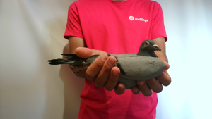 Pigeon image