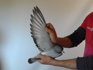 Pigeon image