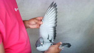 Pigeon image