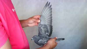 Pigeon image