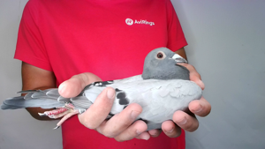 Pigeon image