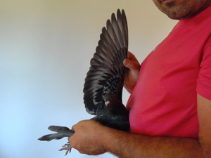 Pigeon image