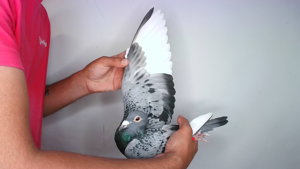 Pigeon image