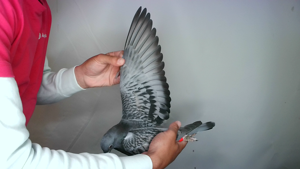 Pigeon image