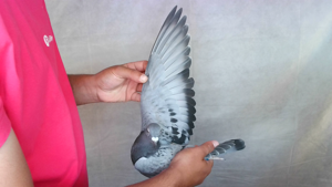 Pigeon image