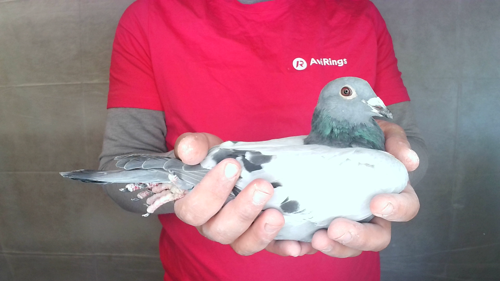 Pigeon image