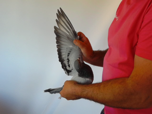 Pigeon image