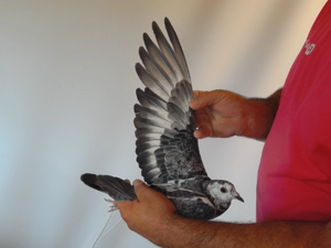 Pigeon image
