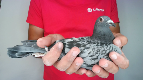 Pigeon image