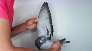 Pigeon image