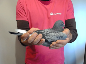 Pigeon image