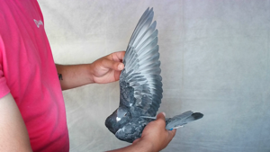 Pigeon image