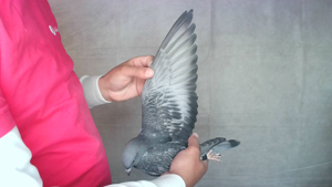Pigeon image