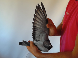 Pigeon image