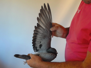 Pigeon image