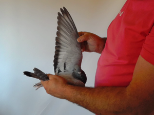 Pigeon image