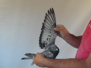 Pigeon image