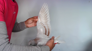 Pigeon image