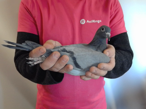 Pigeon image