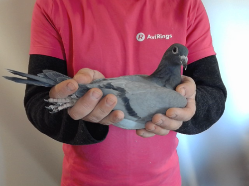 Pigeon image