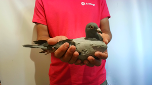 Pigeon image