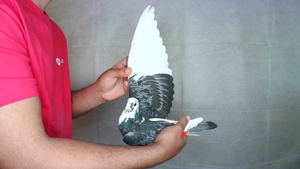 Pigeon image