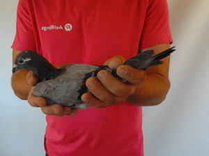 Pigeon image