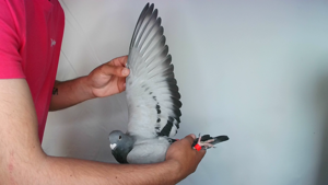 Pigeon image