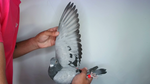 Pigeon image