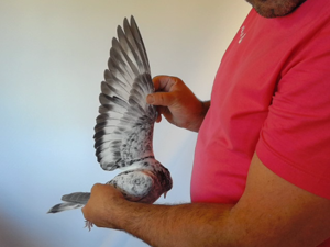 Pigeon image