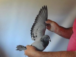 Pigeon image