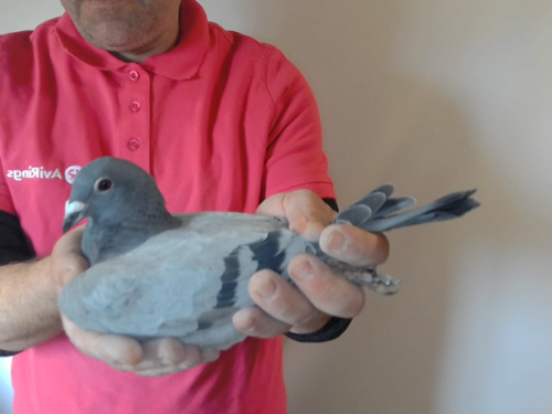 Pigeon image