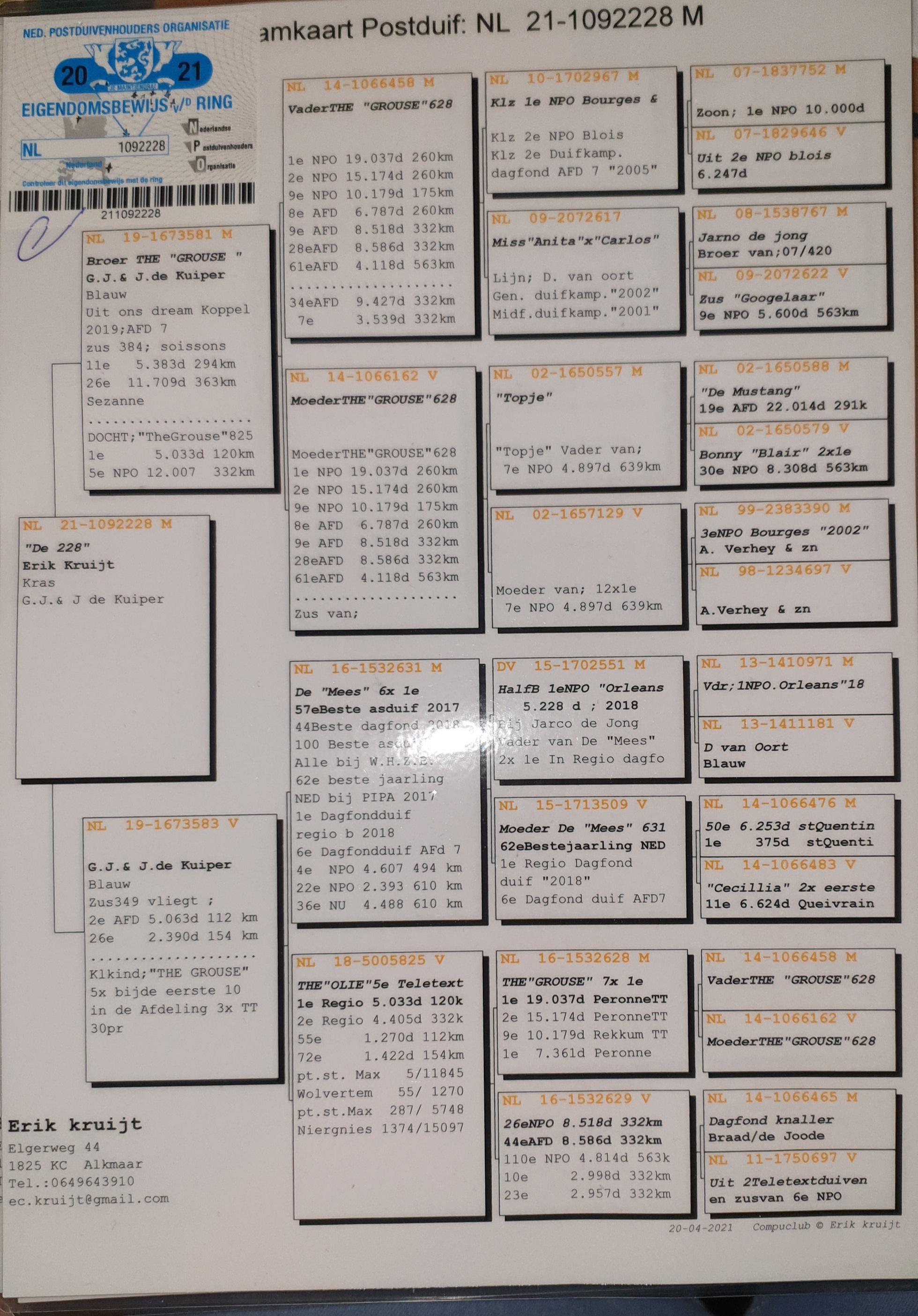 Pigeon pedigree image