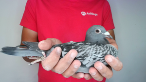 Pigeon image
