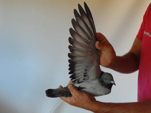 Pigeon image
