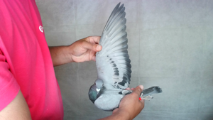 Pigeon image