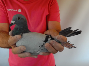 Pigeon image