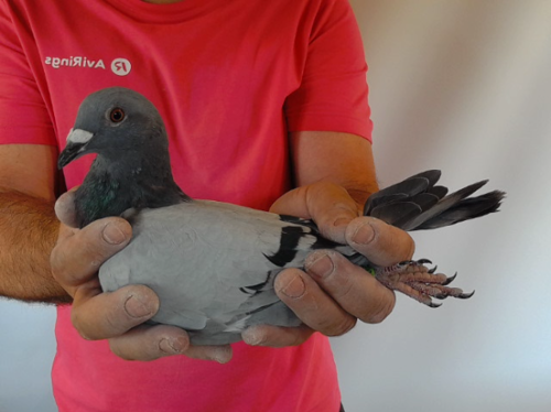 Pigeon image