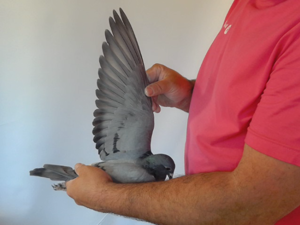 Pigeon image