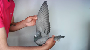 Pigeon image